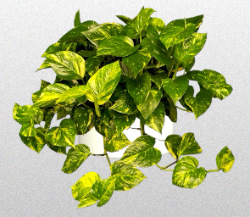 Golden Queen Pothos