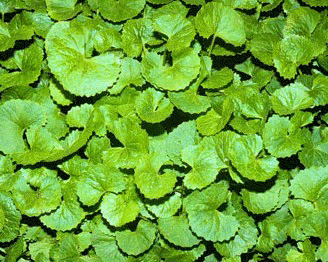 Gotu kola