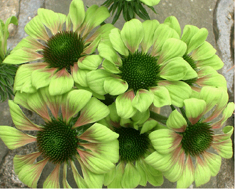 Echinacea 'Green Envy'