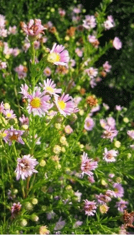 Heath aster 'Esther'