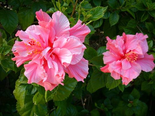 Hibiscus 'Kona'