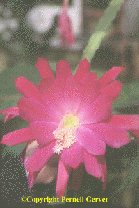 Orchid cactus 'Hot Pink'