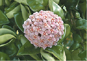 Hoya carnosa 'Crispa', Hindu Rope plant flowers