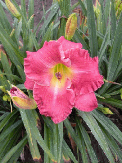 Daylily 'Hush Little Baby'