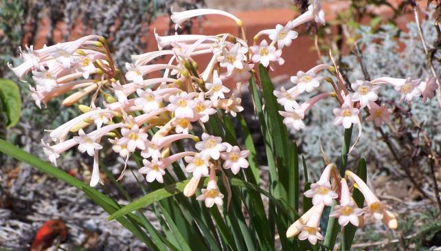 Ifafa lily