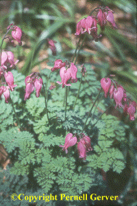 Astilbe 'Professor van der Wielen' - Shoot