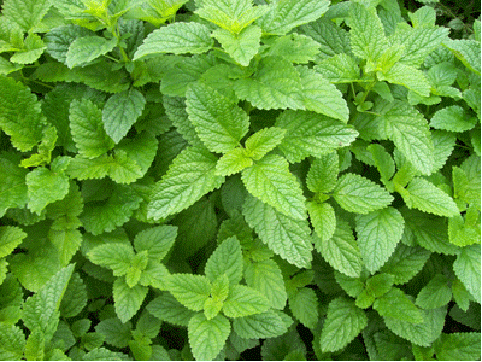 Lemon Balm