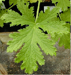 Lemon Balm Scented Geranium, Pelargonium x melissinum