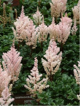 Astilbe 'Lilliput'
