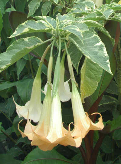 Angel's Trumpet 'Maya' (Brugmansia 'Maya')