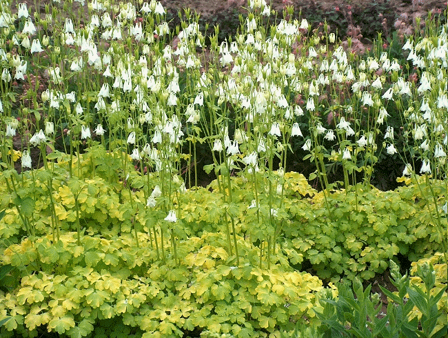 Semis d'Aquilegia ( Ancolie )  - Page 6 Mellowyellow