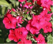 Phlox 'Miss Mary'