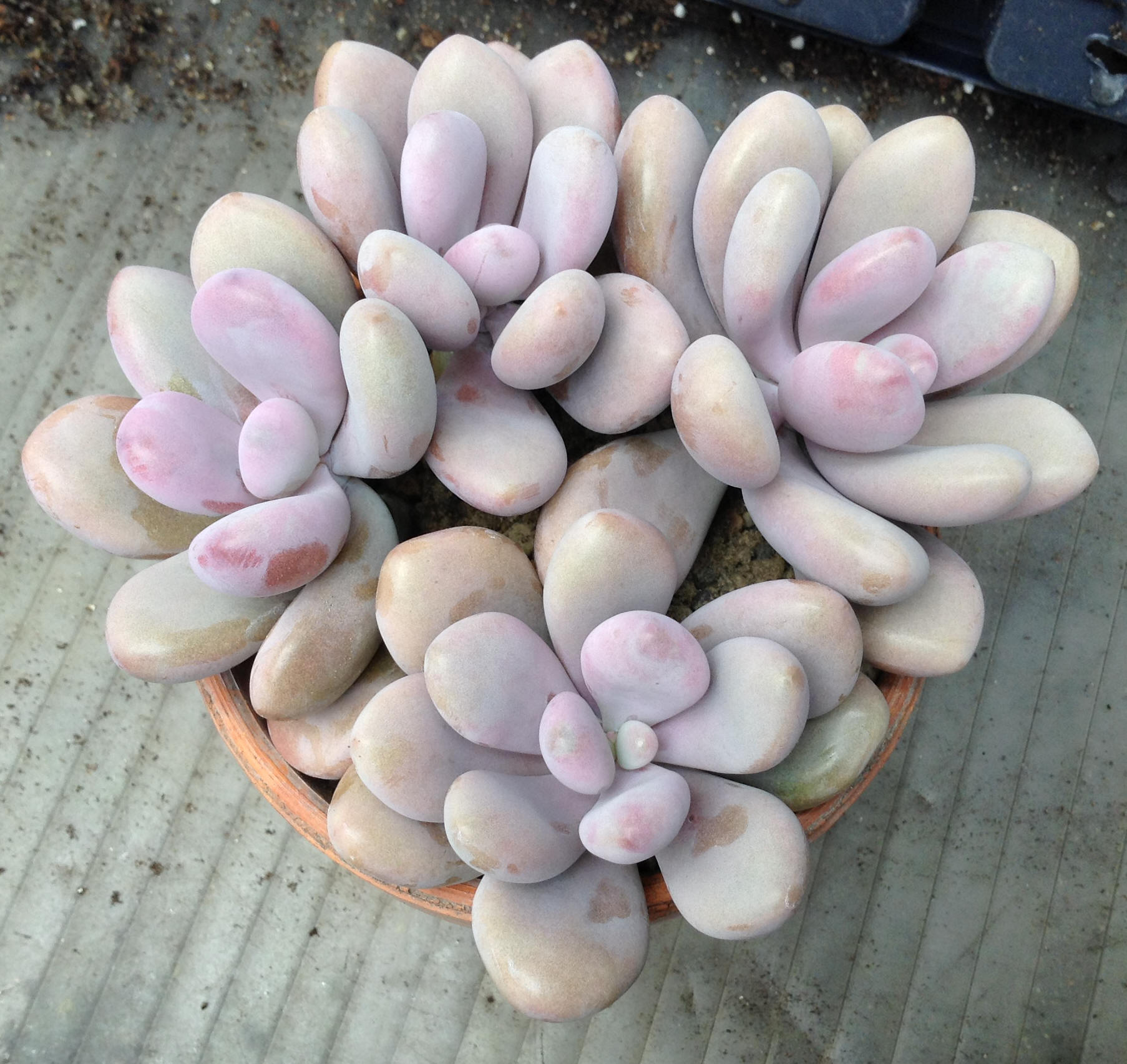 Moonstones (Pachyphytum)