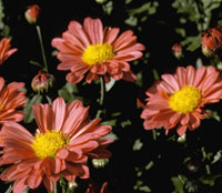 'Coral' "My Favorite" mum