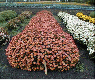 Dendranthema My Favorite 'Coral'