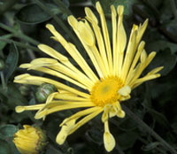 'Yellow Quill' My Favorite mum