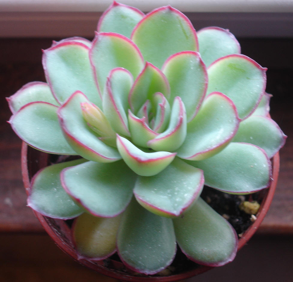 Echeveria derenbergii - Pained Lady