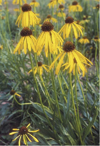 Echinacea paradoxa