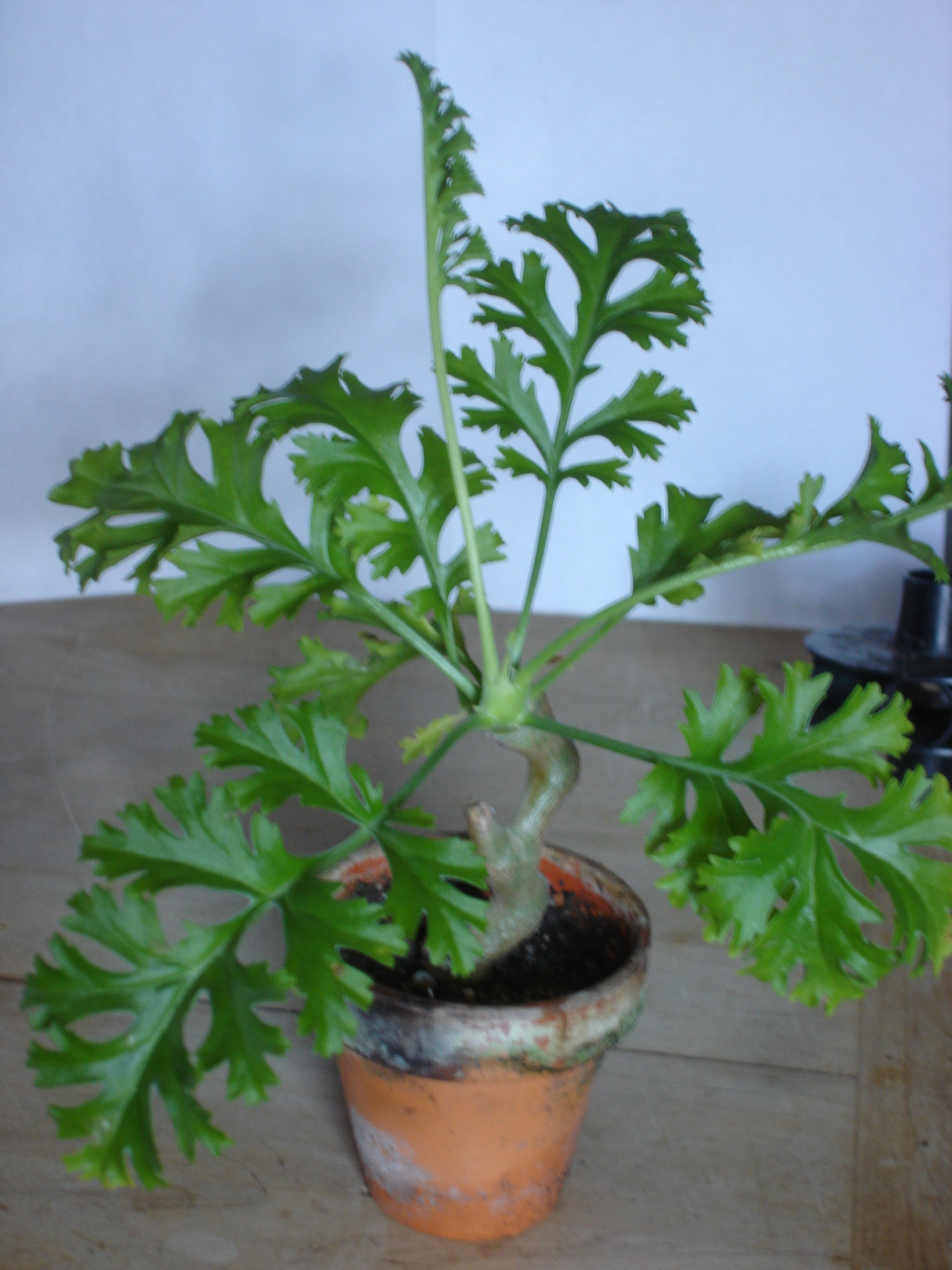 Pelargonium dasyphyllum