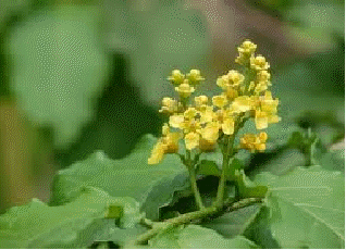 Peanut Butter Fruit (Bunchosia argentea)