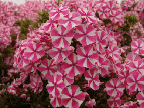 Phlox 'Peppermint Twist'