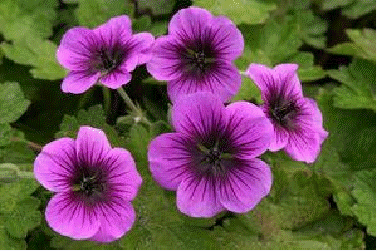 Geranium 'Perfect Storm'