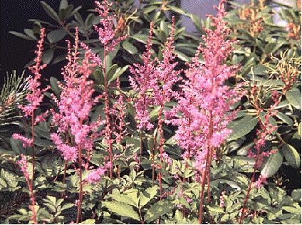 Astilbe x crispa 'Perkeo'
