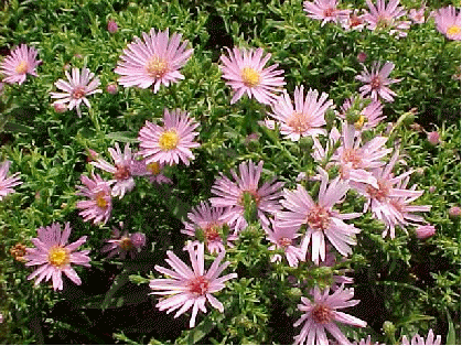Dwarf aster 'Peter Harrison'