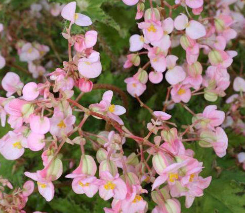 Begonia 'Phoe's Cleo' flowers