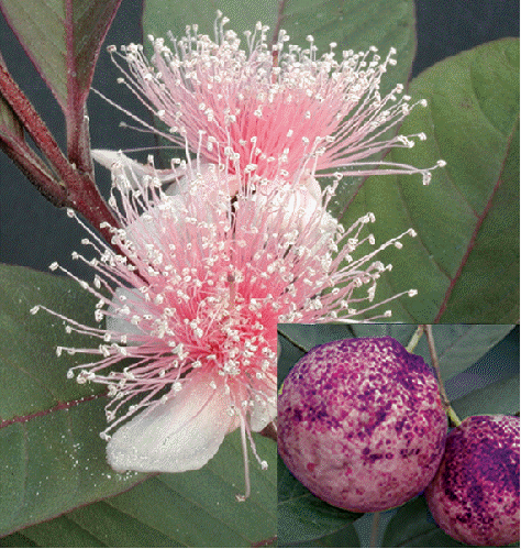 Pink-fleshed Guava (Psidium guajava purpurea)