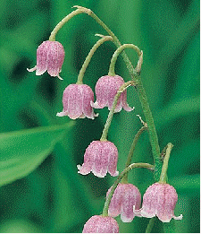 Convallaria majalis 'Pink' (Lily of the Valley)