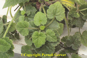 Plantlet atop leaf of piggyback plant
