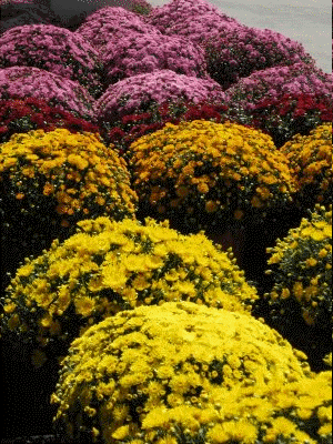Potted mums