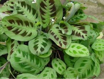 Prayer Plant