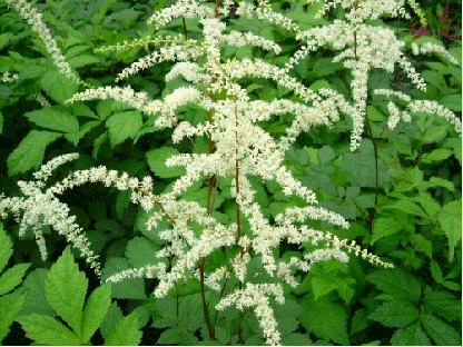 Astilbe 'Professor van der Wielen'