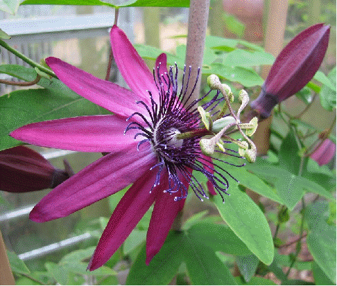 Passion flower 'Pura Vida'