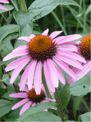 Purple Coneflower