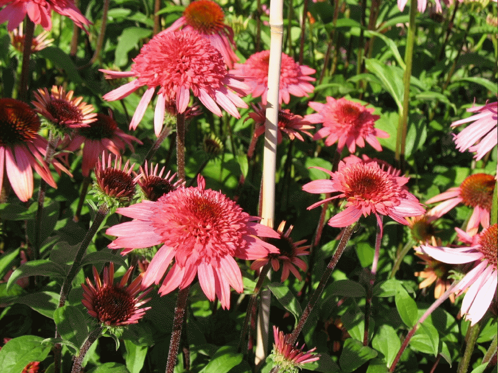 Echinacea 'Raspberry Truffle' (sun to part shade) - 18-22", ...