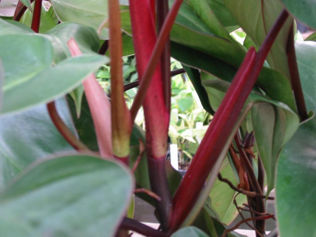 Red Emerald Philodendron (Philodendron erubescens) it Now!