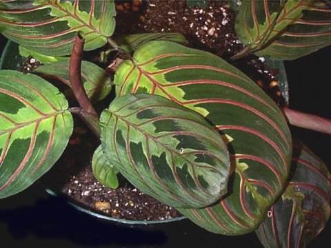 Red-Veined Prayer Plant