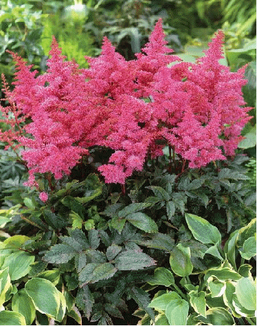 Astilbe 'Rhythm and Blues'