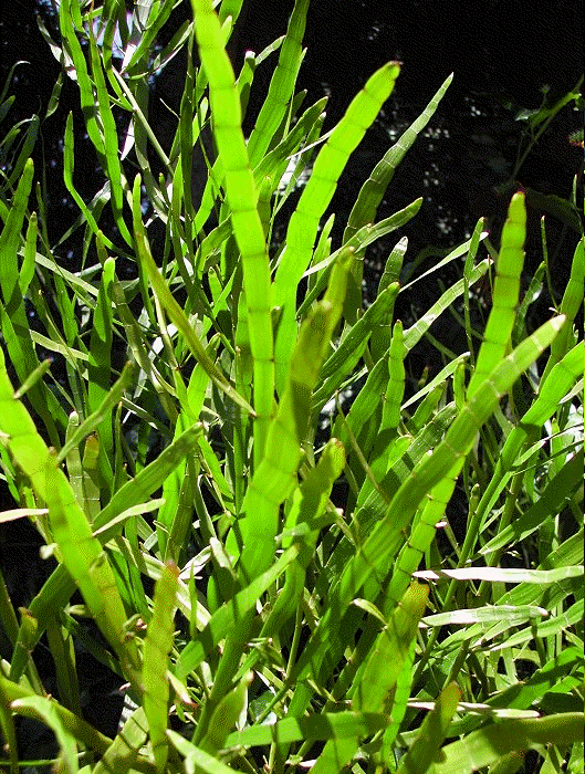 Ribbon Plant