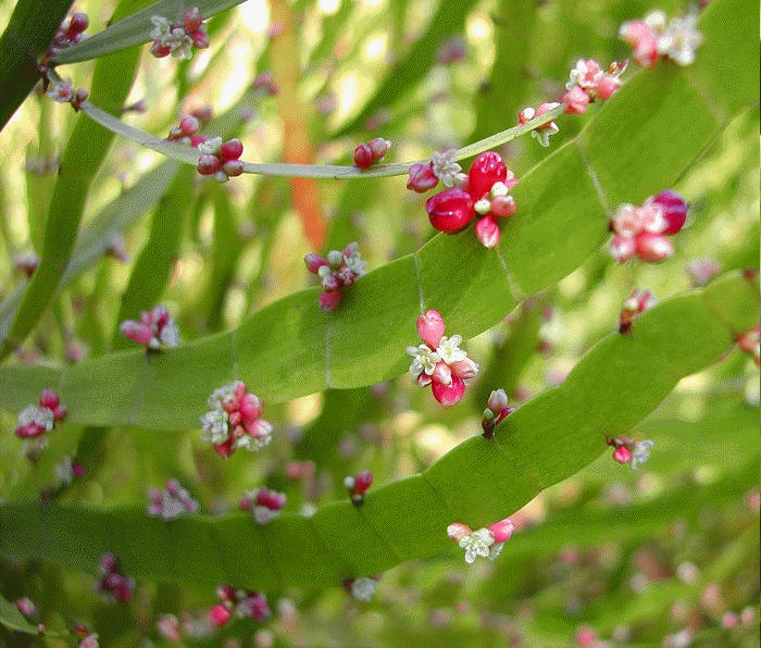 Ribbon Plant