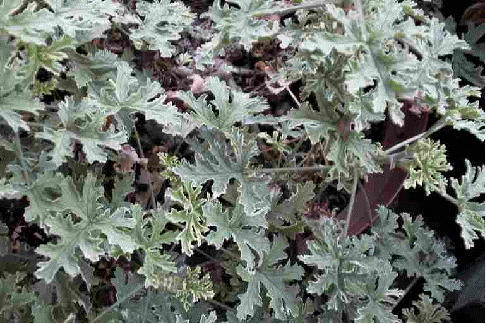 Rose-Scented geranium