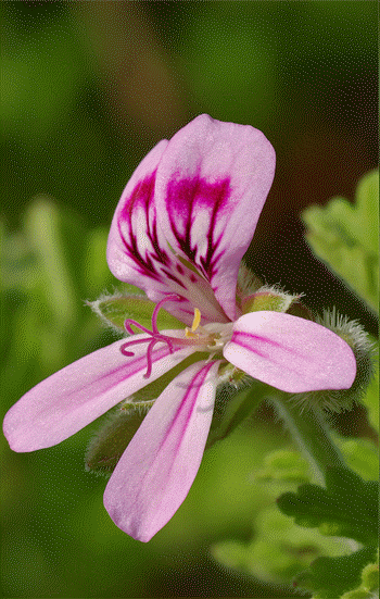 Rose-scented geranium flower