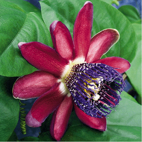 Passion Flower 'Ruby Glow'