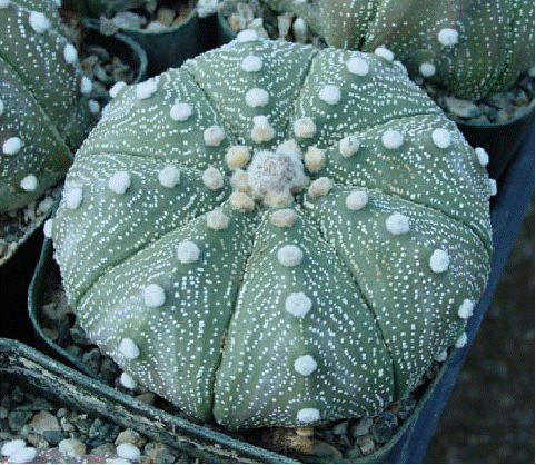 Bishop S Cap Cactus Astrophytum Myriostigma Buy It Now