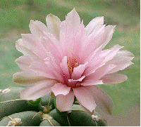 Spider Cactus flower