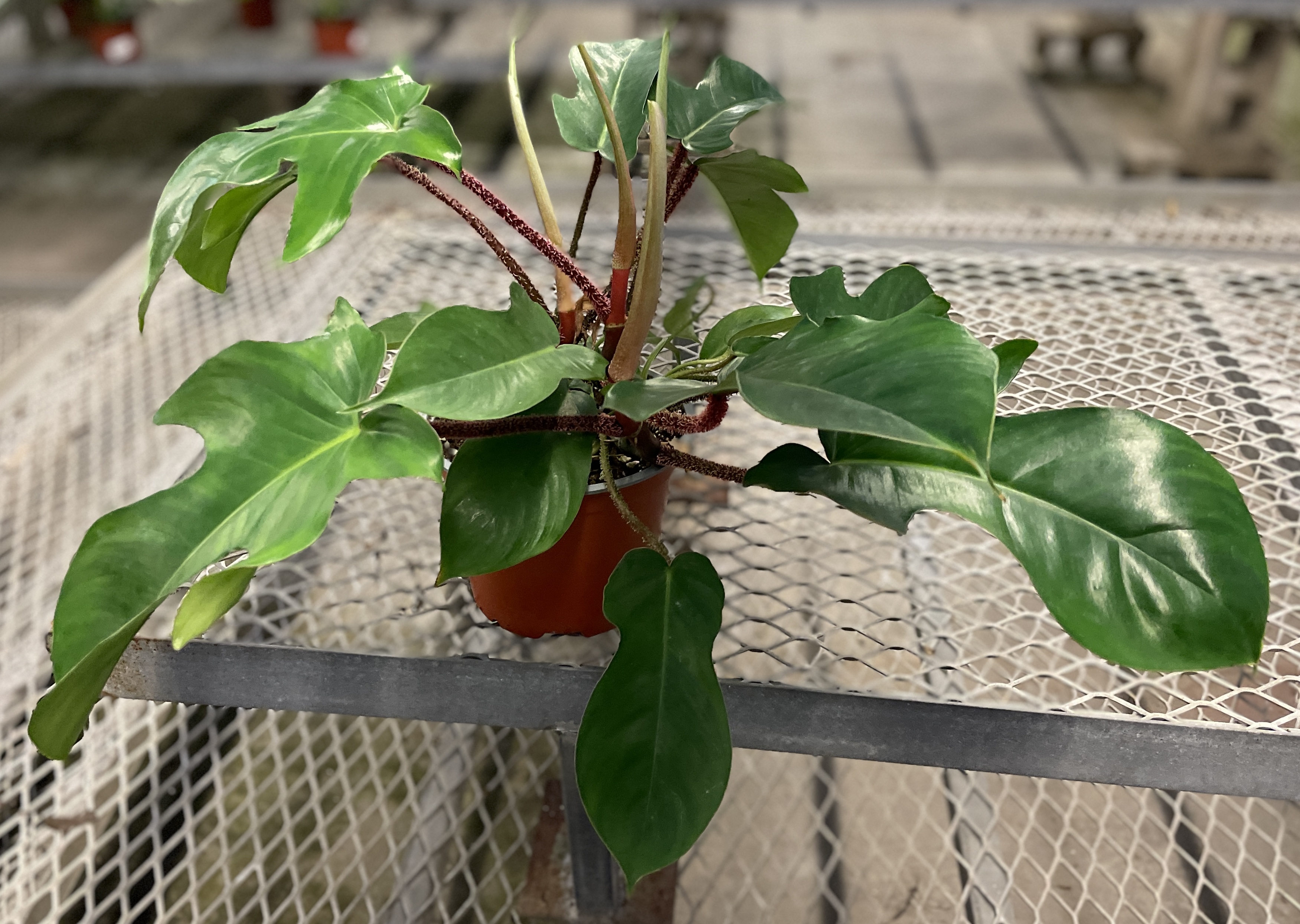 Philodendron squamiferum