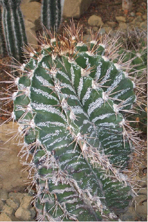 Star cactus